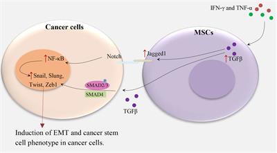 The Role of Mesenchymal Stem Cells in the Induction of Cancer-Stem Cell Phenotype